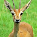 chinkara-deer-10209345